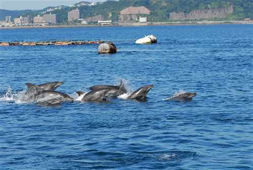 錦江湾にイルカを探しに行こう！ | いおワールドかごしま水族館