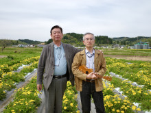 ニホンタンポポ2千株咲き誇る畑に、「たんぽぽの恵み」が響く 大仙市