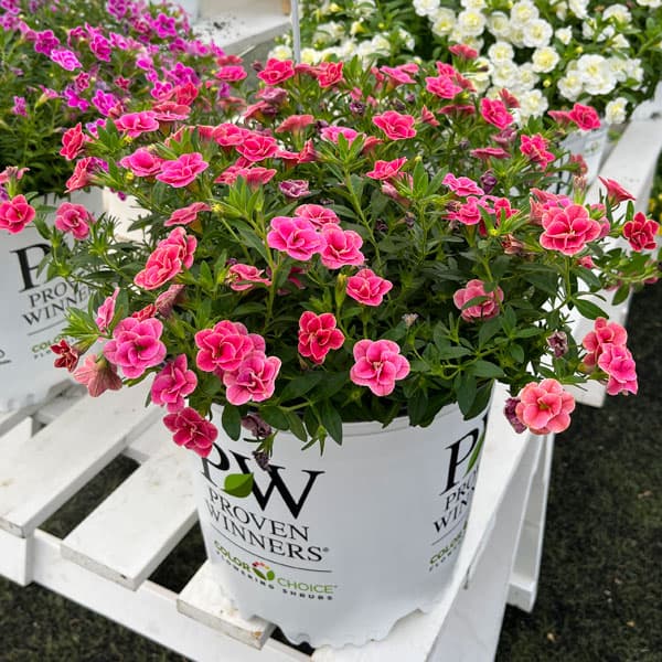 園芸ネット本店｜[26年3月中下旬予約]カリブラコア：スーパーベル