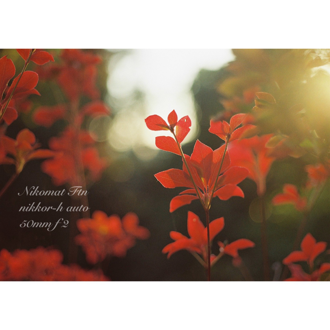 Nikon - nikon ftn＊black＊50mm f2☆完動品＊初期保証＊作例多数！の