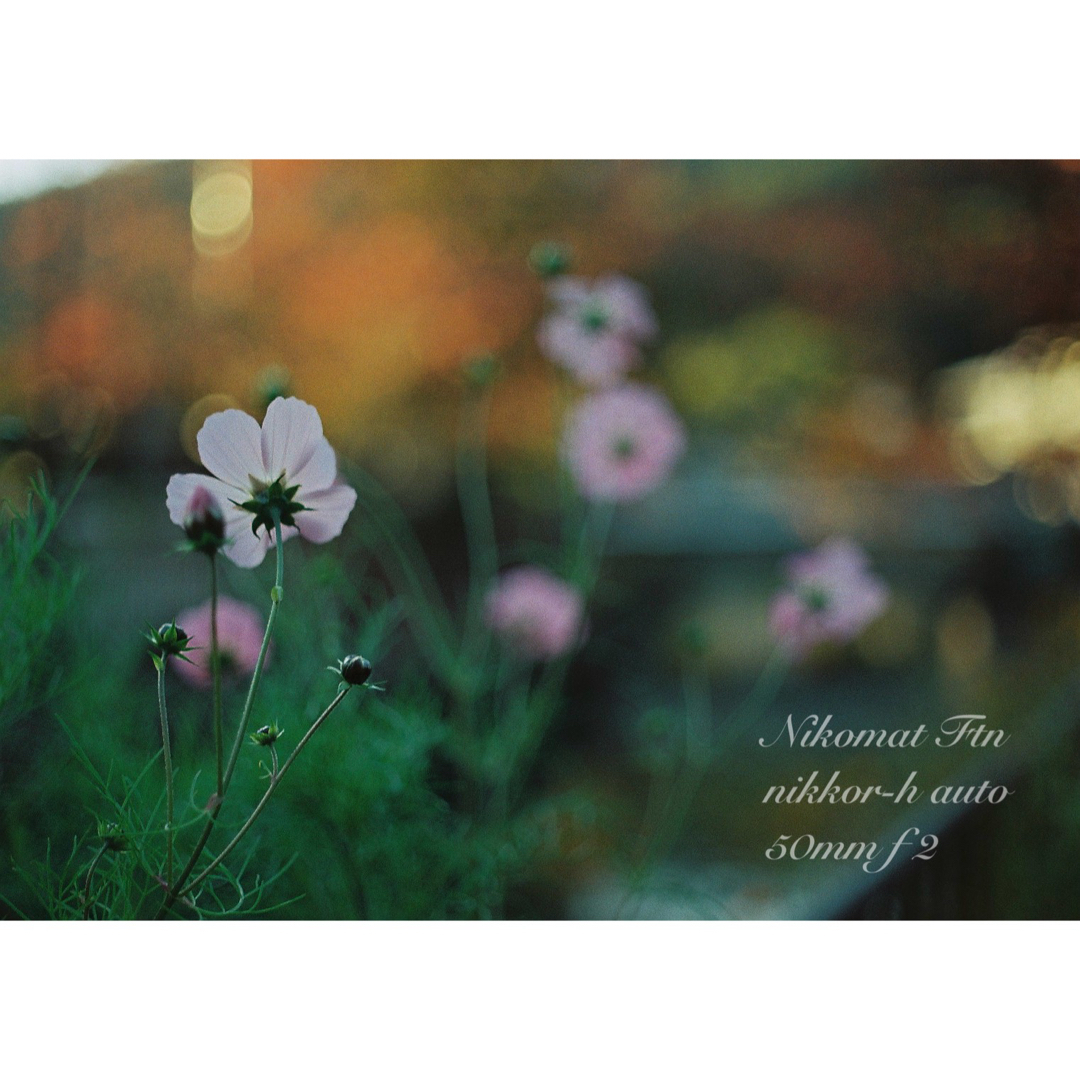 Nikon - nikon ftn＊black＊50mm f2☆完動品＊初期保証＊作例多数！の