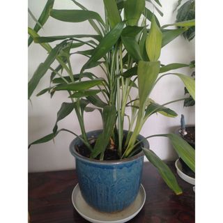 ferm living ツリートップ クリスマスツリー オーナメント の通販 by