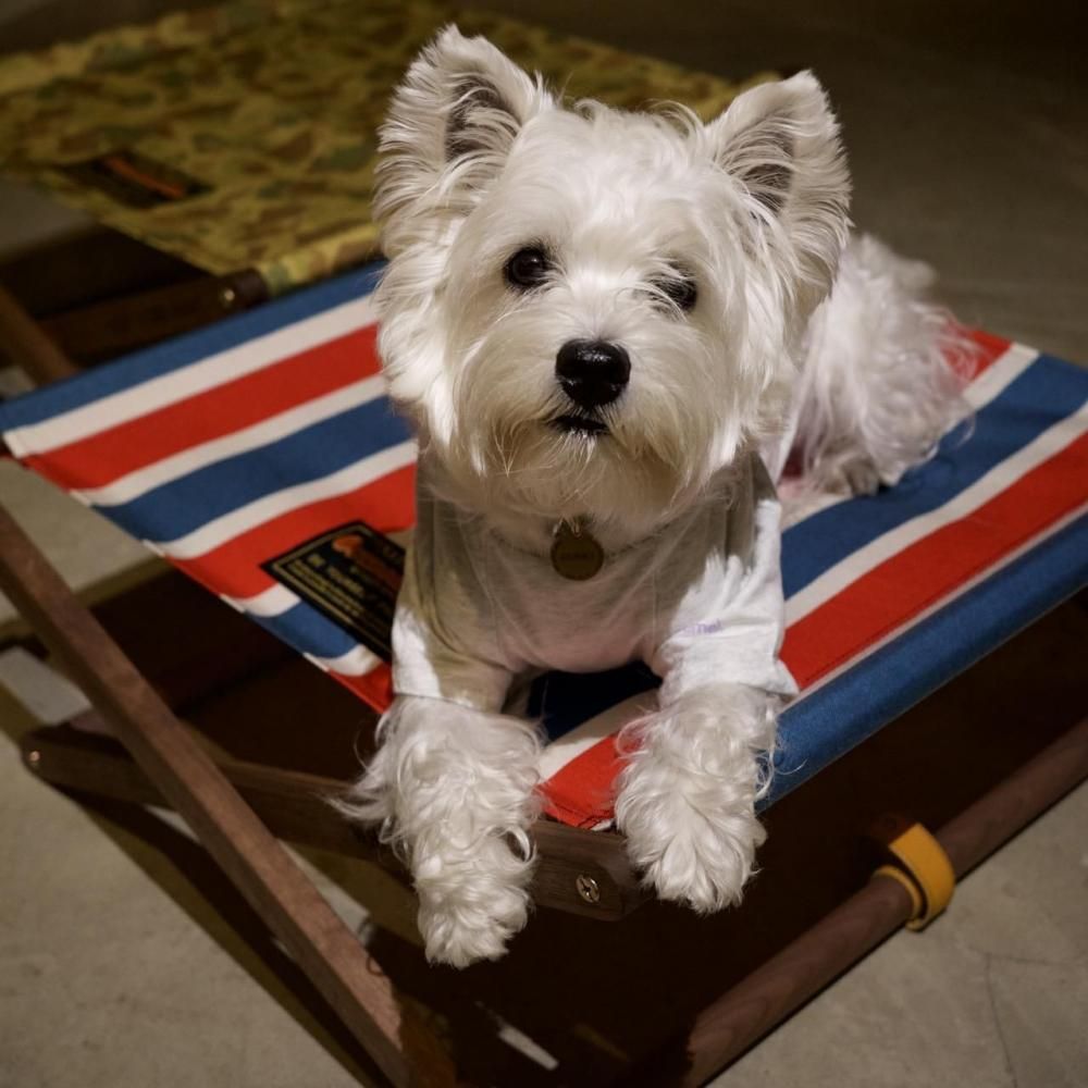アウトドア寝具 DOG COT ND ver. RETRO STRIPE 抽選販売】DOG COT ND