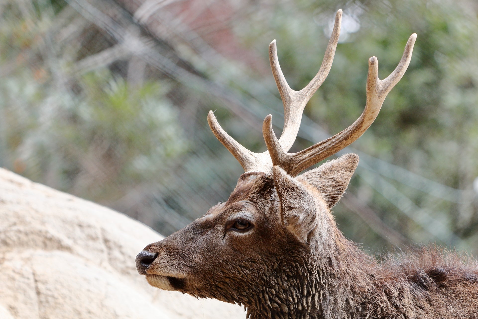 鹿の角の多彩な使い道を徹底解説 – イノホイ オンラインショップ
