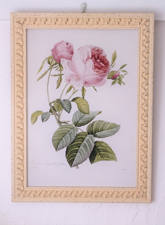 ピエール・ジョセフ・ルドゥーテのオールドローズ、ロサ・ケンティ