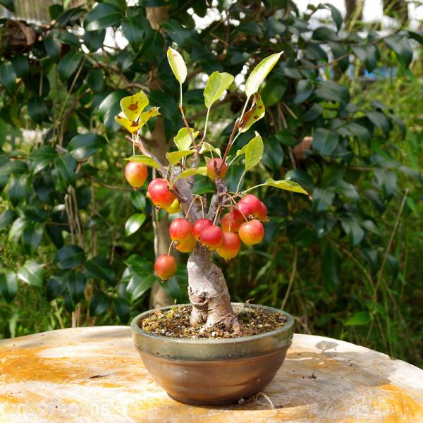 山野草の石田精華園 / 姫リンゴ (イヌリンゴ) 4.5号浅鉢(13.5cm