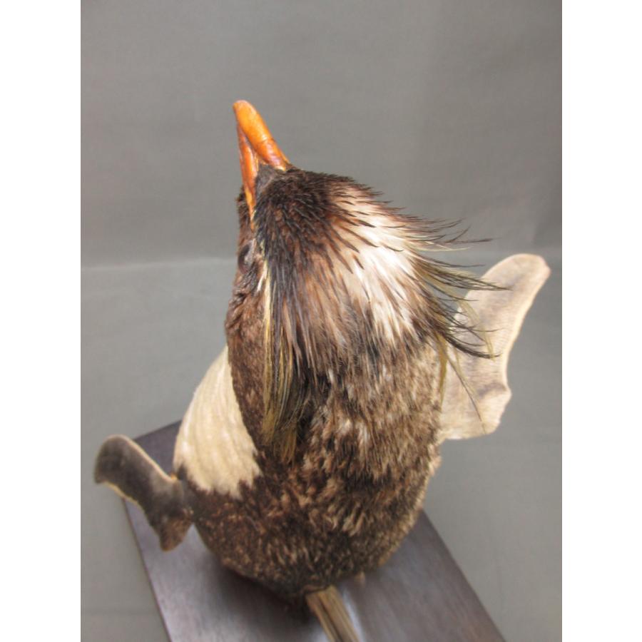 本物剥製] イワトビペンギン 身長39cm 台座付き : 良品倶楽部 - 通販
