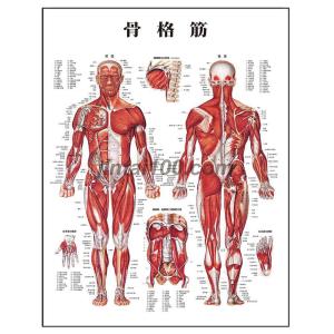 骨格筋」医学ポスター ポスターA1サイズ 人体解剖学図ポスター 医学