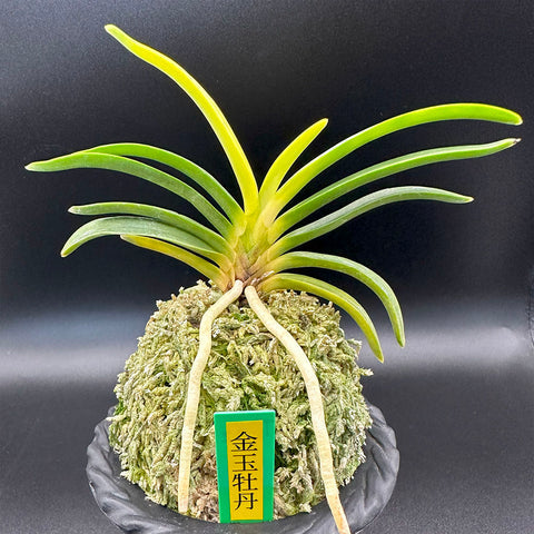 富貴蘭 変化を楽しむ | 金玉牡丹『小芽の当たりが出てる』 – Jewelry