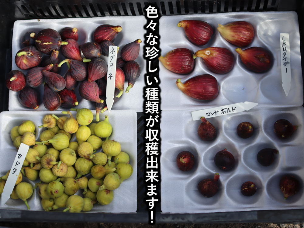 イチジク イチジク直送 観音山フルーツガーデンのイチジク