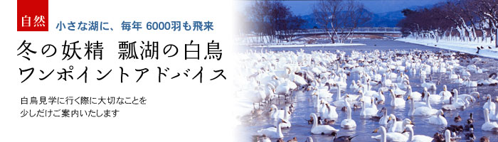 瓢湖 白鳥見学完全ガイド ワンポイントアドバイス 新潟県阿賀野市水原