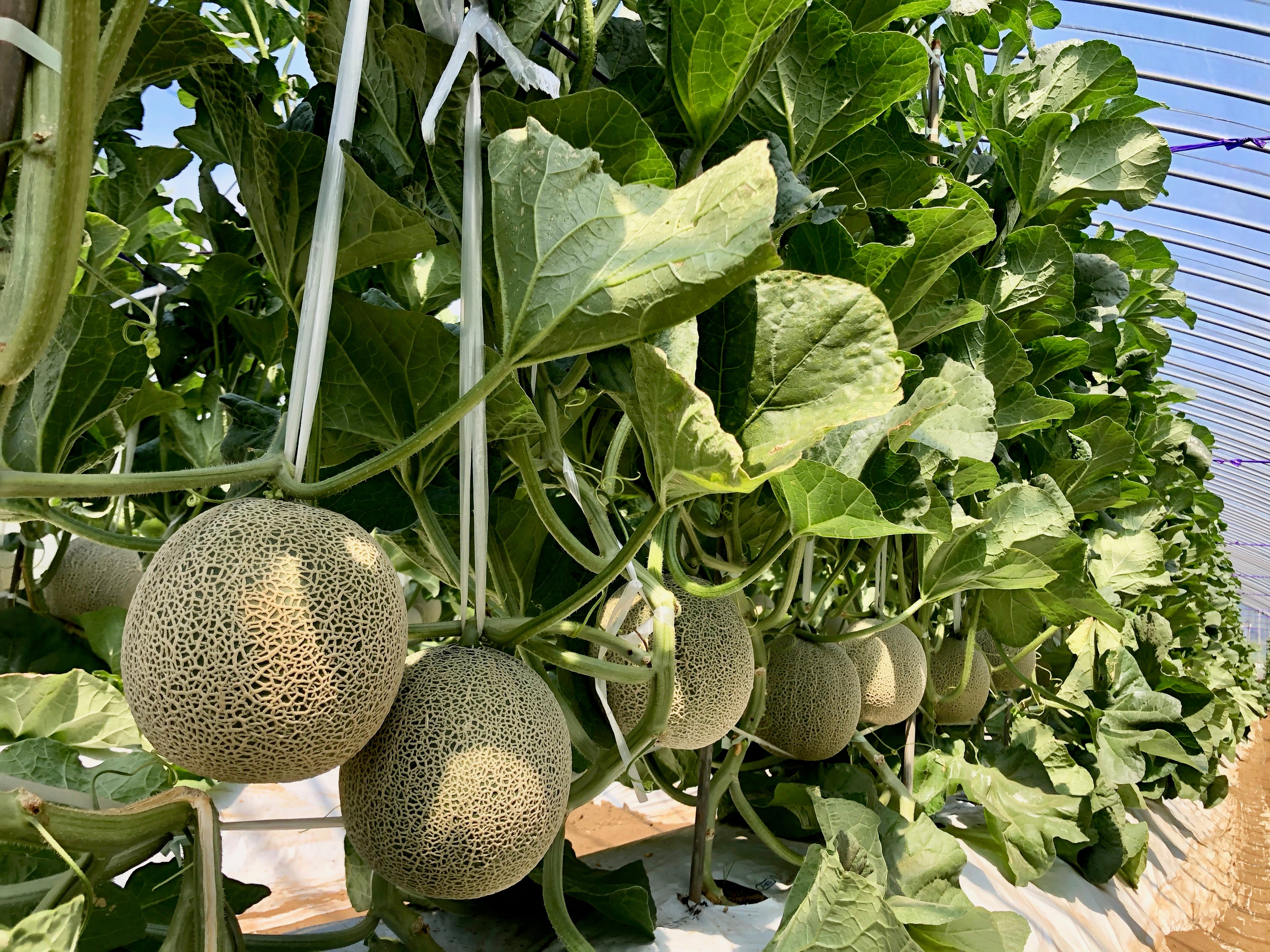 アールスメロン(9月－10月出荷) – KEKよかっぺマルシェ