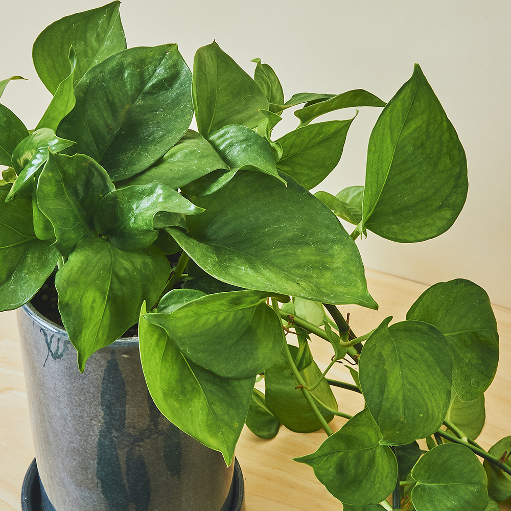 ポトス/盆栽、多肉植物、塊根植物、観葉植物通販/KIDORI -キドリ-