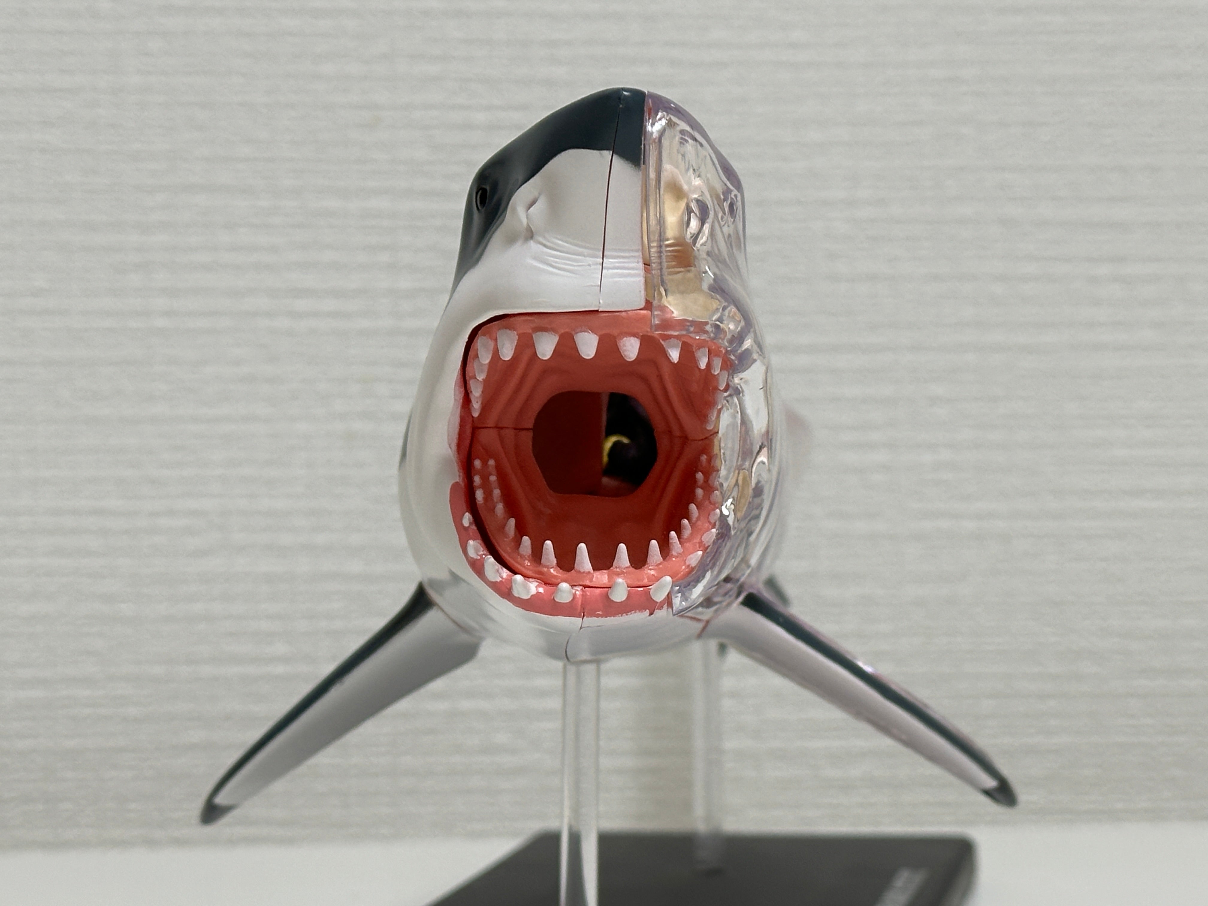 4D Master 622028 Great White Shark ホホジロザメ 解剖モデル