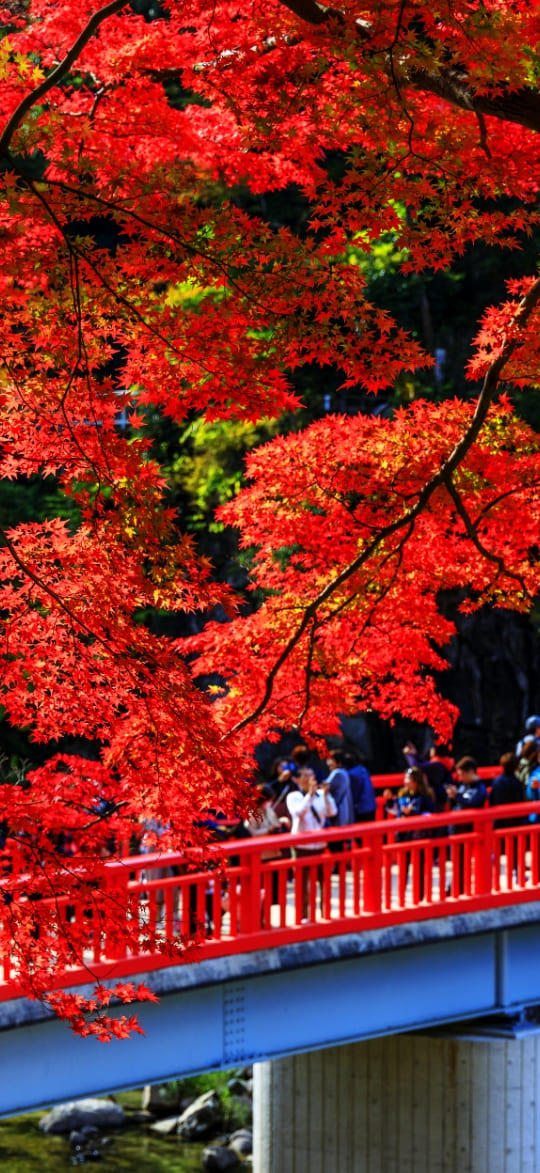 香嵐渓香積寺｜紅葉の名所 香嵐渓 発祥の寺