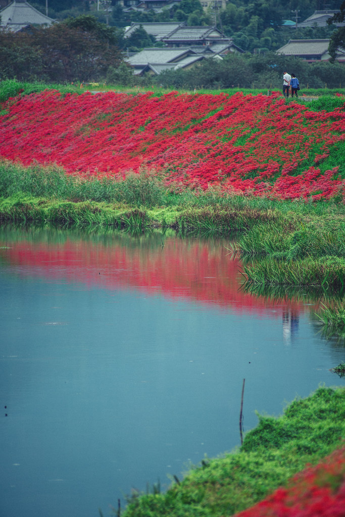 サンニッパで彼岸花 Tokina AT-X SD 300mm F2.8 【作例集