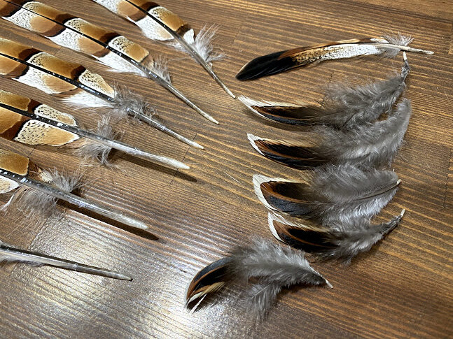 ヤマドリの尾羽 - 彩とりどり