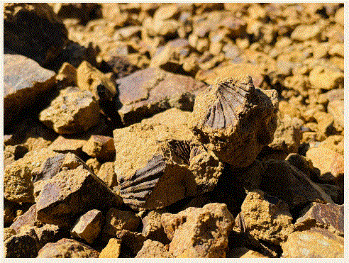 夏休み 化石発掘・クリーニング体験〈佐川地質館〉｜学ぶ｜高知県生涯