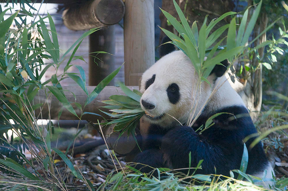 毎日パンダ | 上野動物園に毎日通い続ける人によるパンダブログ