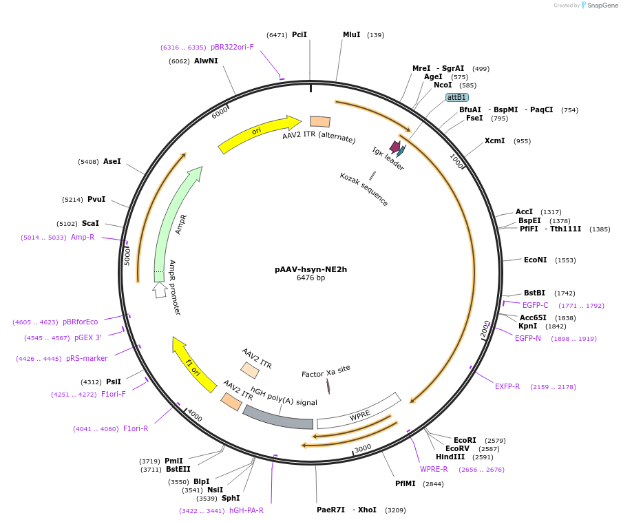 Addgene: pAAV-hsyn-NE2h