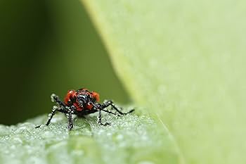 Amazon.co.jp: TAMRON 単焦点マクロレンズ SP 90mm F2.8 Di MACRO 1:1