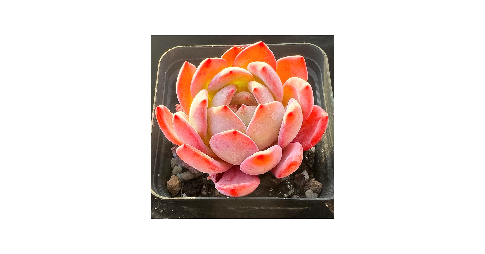 Amazon.com : Echeveria Star Mark Rare Live Succulent Plants, 1
