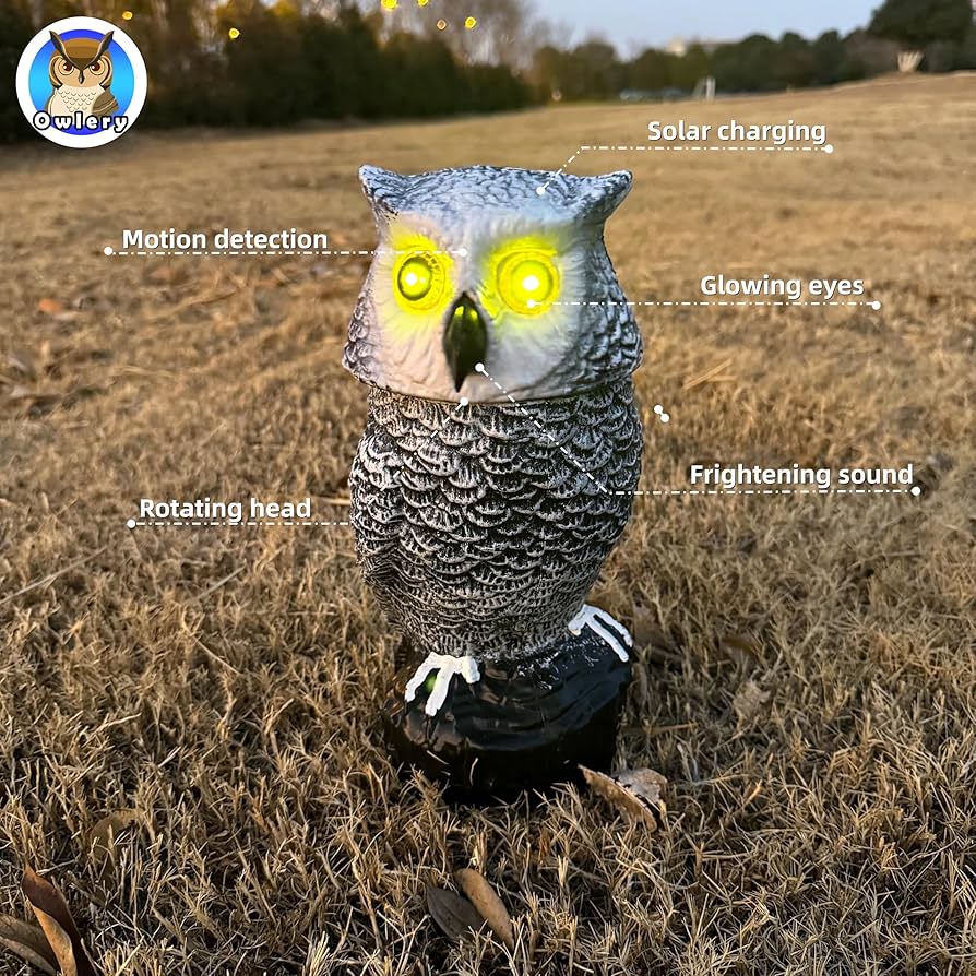 Amazon.com : Owlery Snowy Solar Owl With Motion Detector, Flashing