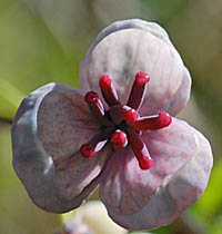 アケビ Akebia quinata アケビ科 Lardizabalaceae アケビ属 三河の植物観察