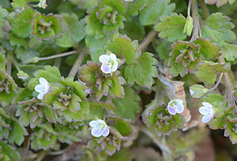 イヌノフグリ Veronica polita var. lilacina オオバコ科