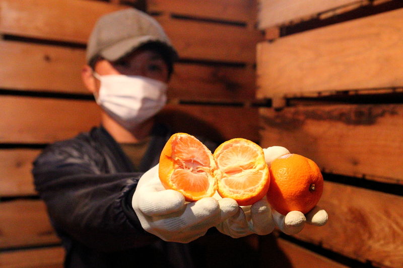 News&Topics｜限定品の三ヶ日みかん「濃蜜青島」JAみっかび