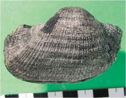 ナノナビス類の化石（白亜紀二枚貝）（060号館蔵品紹介） - 徳島県立博物館