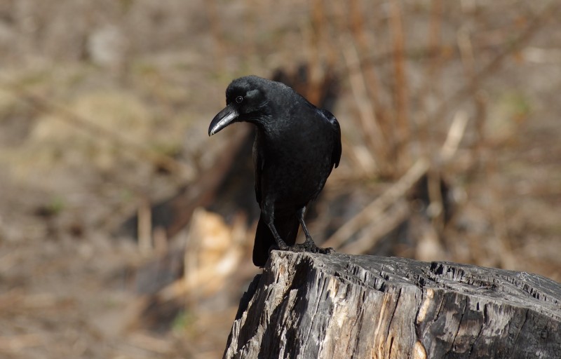 Large-billed Crow - Corvus macrorhynchos - Observation.org