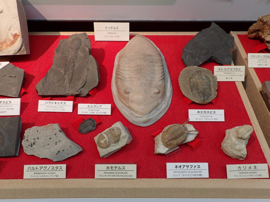 ジオラボ（1月）「三葉虫について調べてみよう」 – イベントレポート