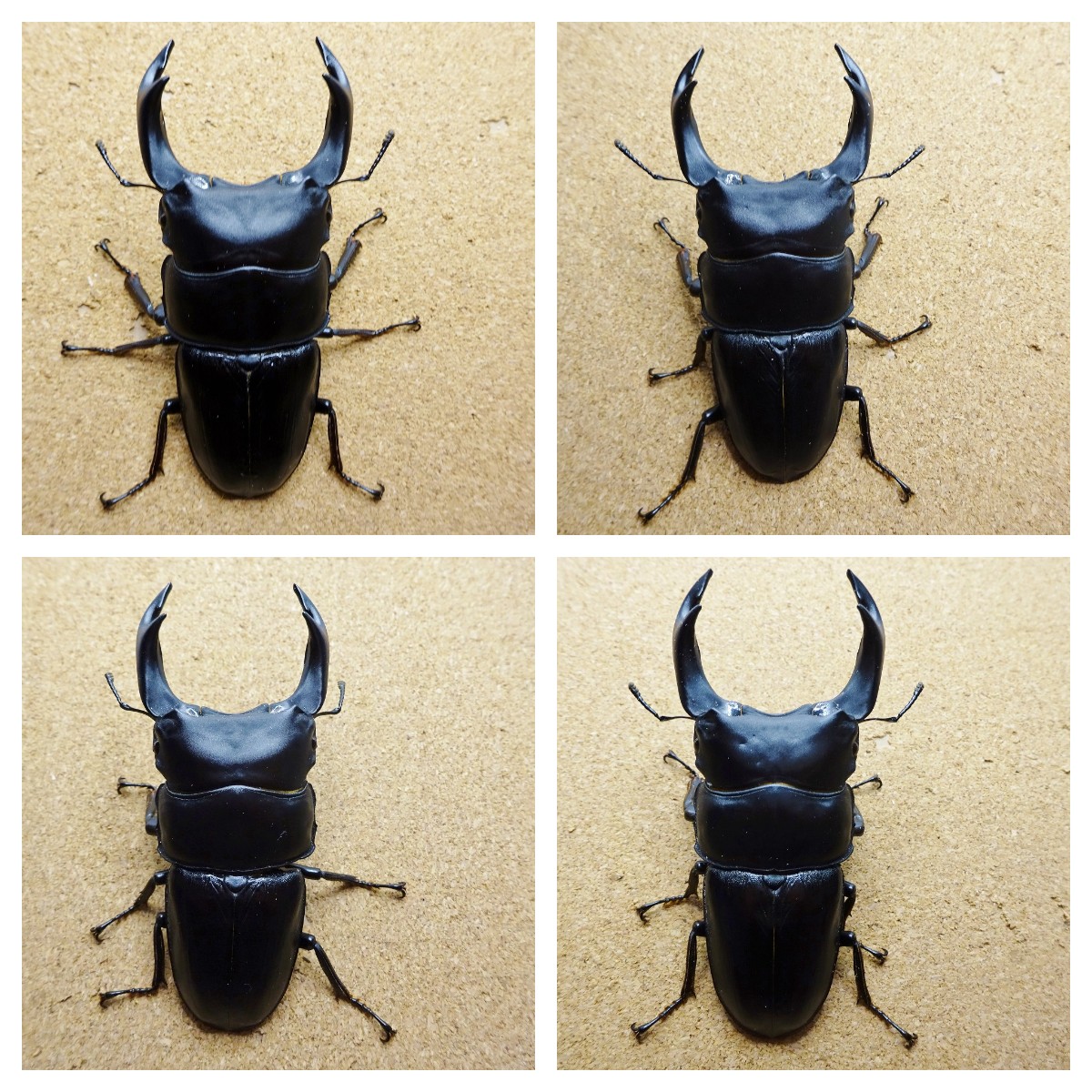 SHIGE (@shigetmp) / Posts / X