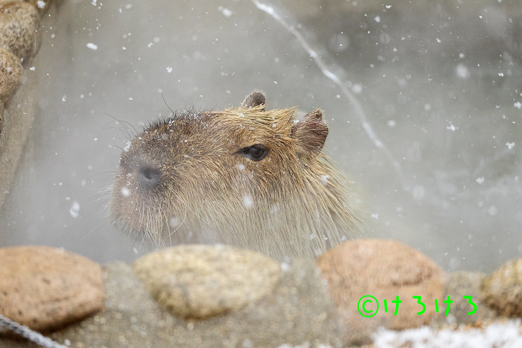 うさ＠カピバラだらけ (@usa0831) / Posts / X