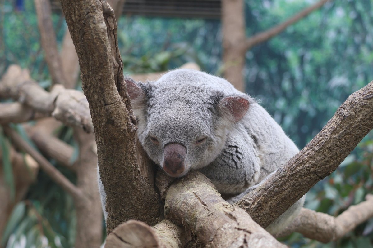 アーチャーさんでおやすみなさい🌟 2026.02 #アーチャー #コアラ #平川