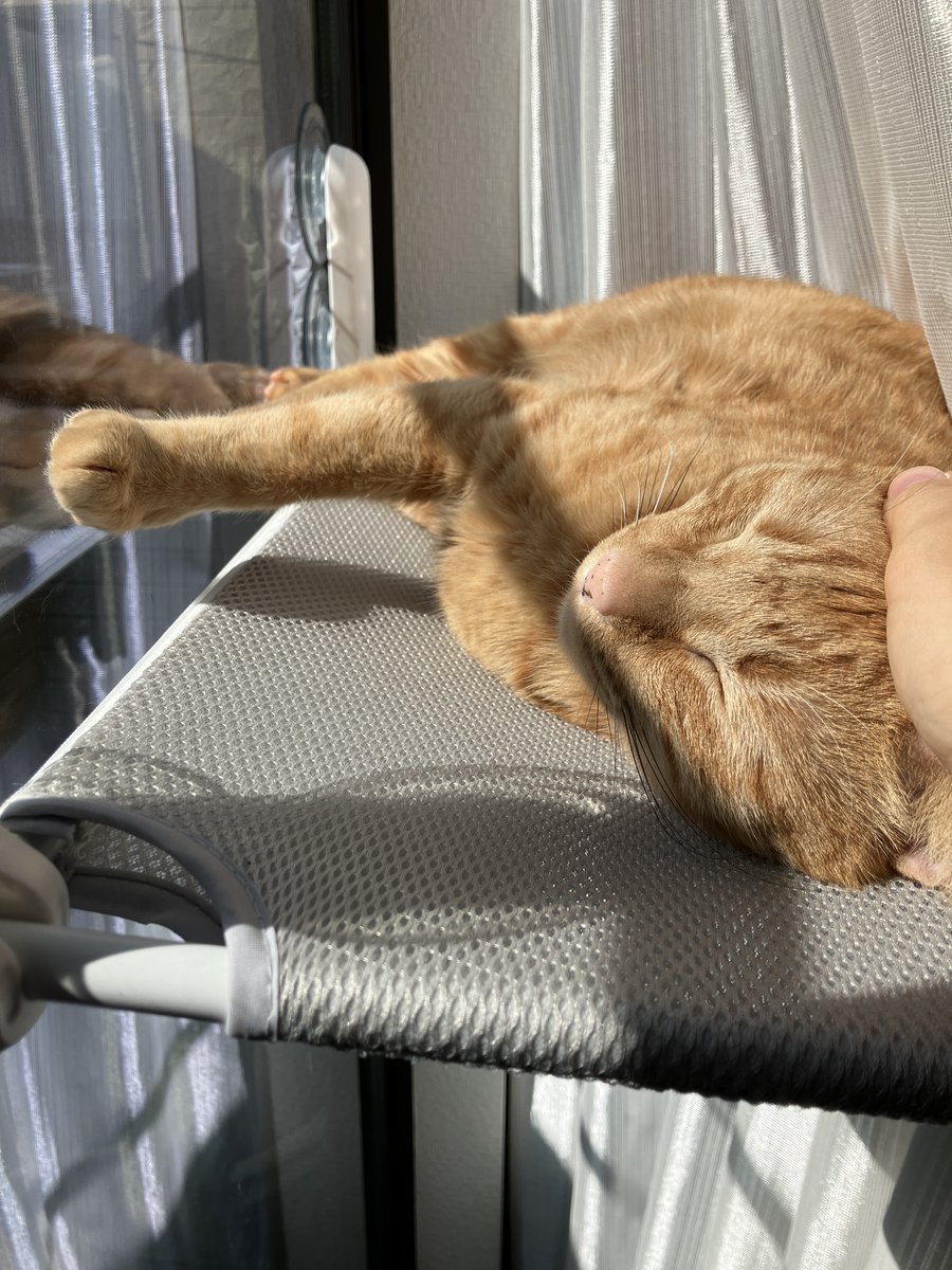 むぎときび (@mugitokoromo) / Posts / X