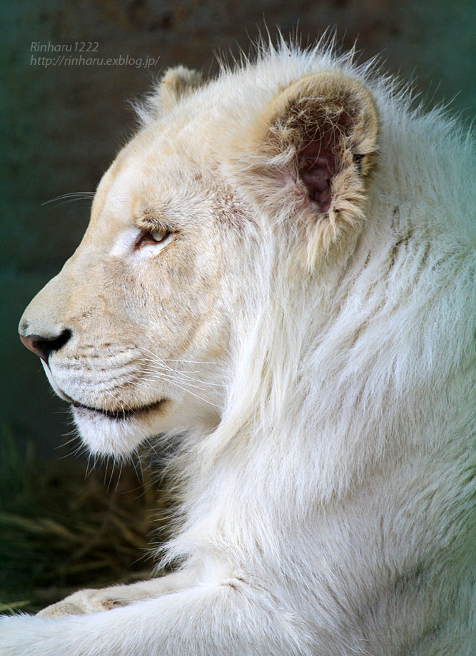 2016.2.27 東北サファリパーク☆ホワイトライオンのポップとライオンの