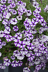 Supertunia Mini Vista Violet Star Petunia (Petunia 'USTUNJ1901