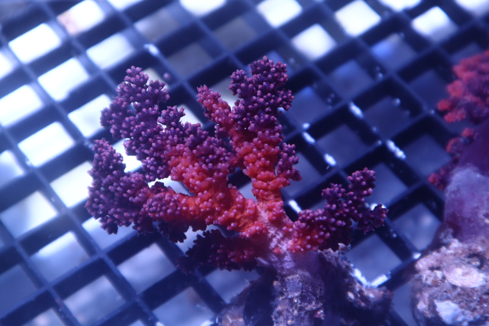 Rare Soft Coral Surfaces at QGI Aquatics | Reef Builders | The