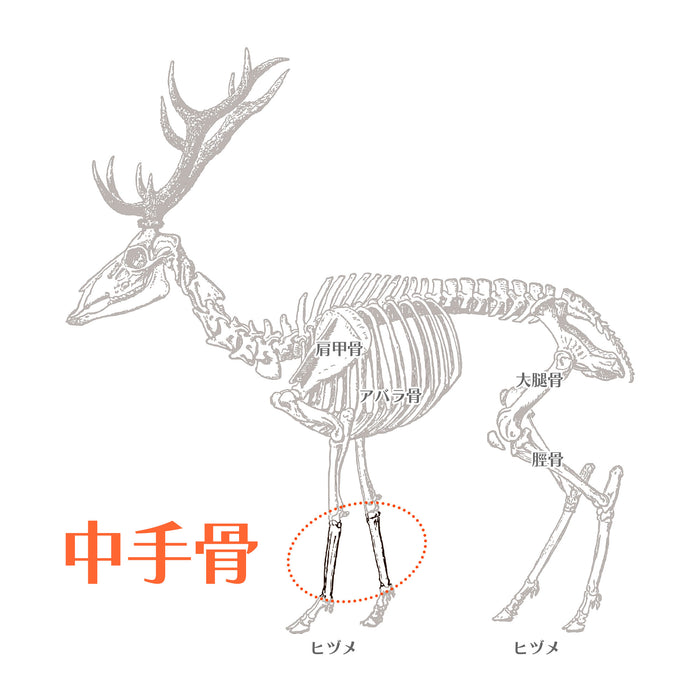 ナチュラルグレイス エゾシカ 中手骨 1本 — ルークランオンライン