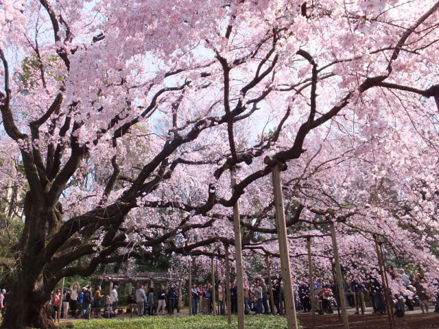 六義園のしだれ桜