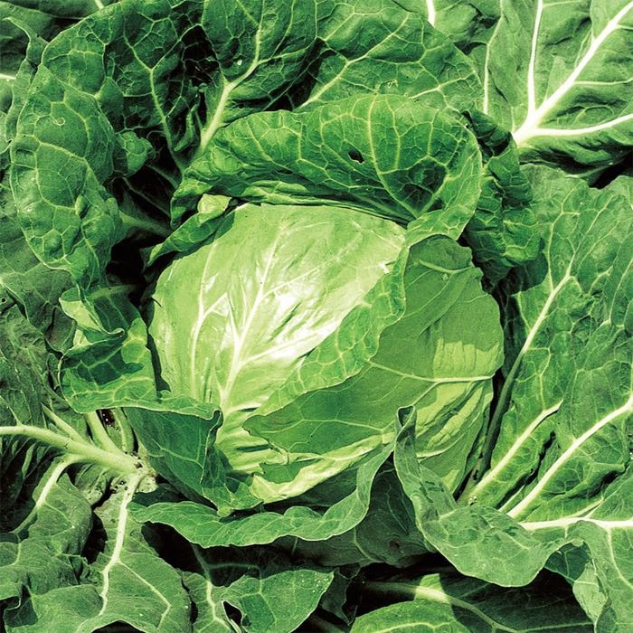 キャベツ 金系201号｜種（タネ）,球根,苗,資材,ガーデニンググッズの