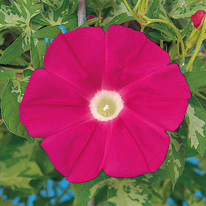 A0025)島崎炎樹「花」 A0025)島崎炎樹「花」 A0025)島崎炎樹「花」