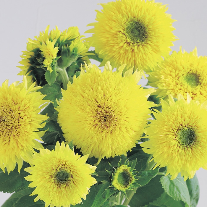 ヒマワリ グミーベア｜種（タネ）,球根,苗,資材,ガーデニンググッズの