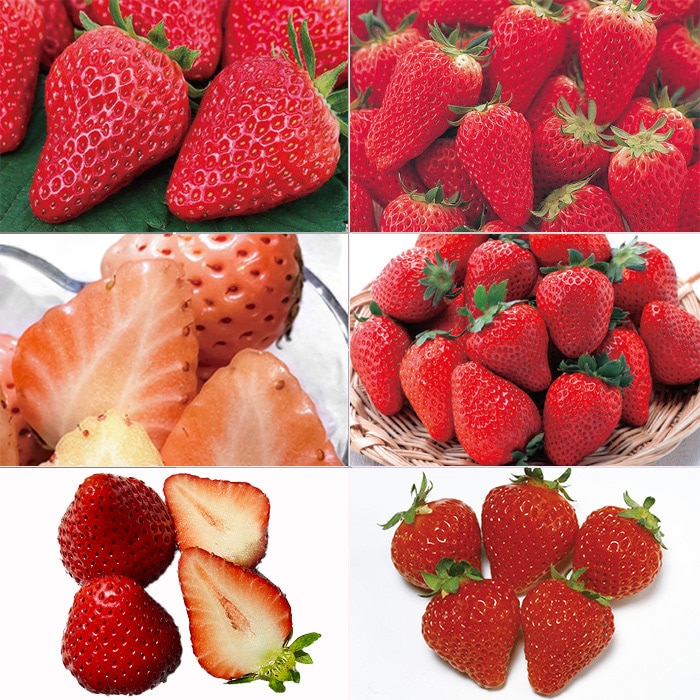 イチゴ よりどり6種セット｜種（タネ）,球根,苗,資材,ガーデニング