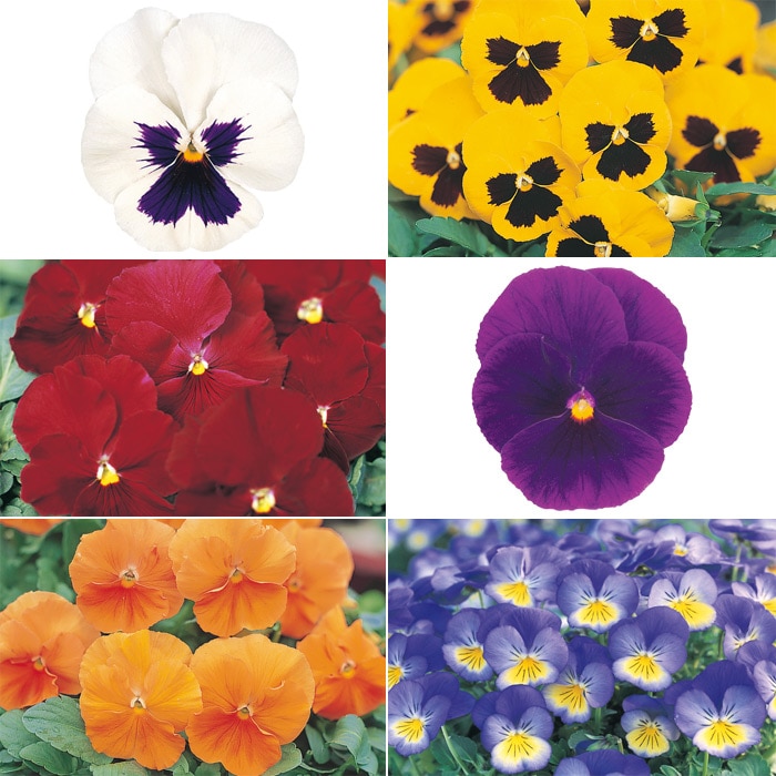 セルトップ(R)苗 パンジー 中輪人気カラー 6種セット｜種（タネ）,球根