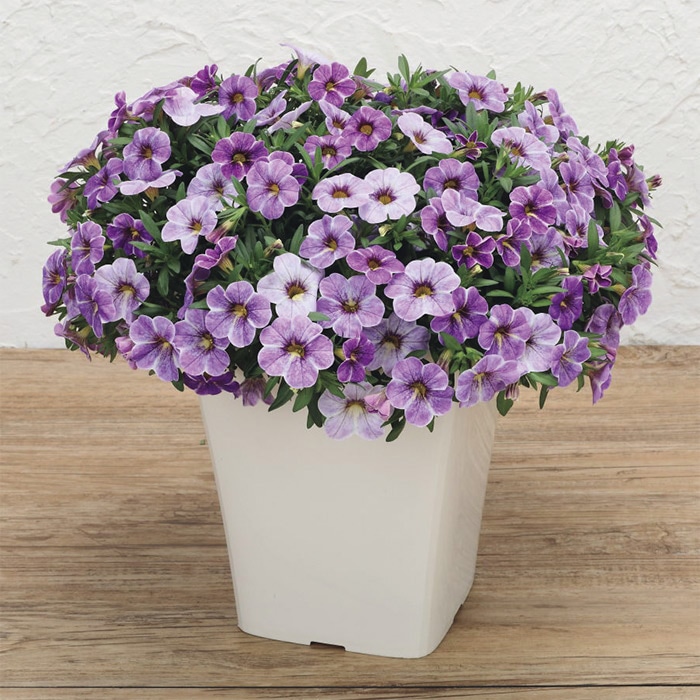 カリブラコア ふわリッチ ブルースプラッシュ3株1組｜種（タネ）,球根