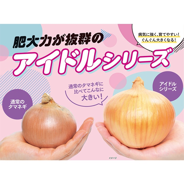 タマネギ アイドルももえ(R)｜種（タネ）,球根,苗,資材,ガーデニング