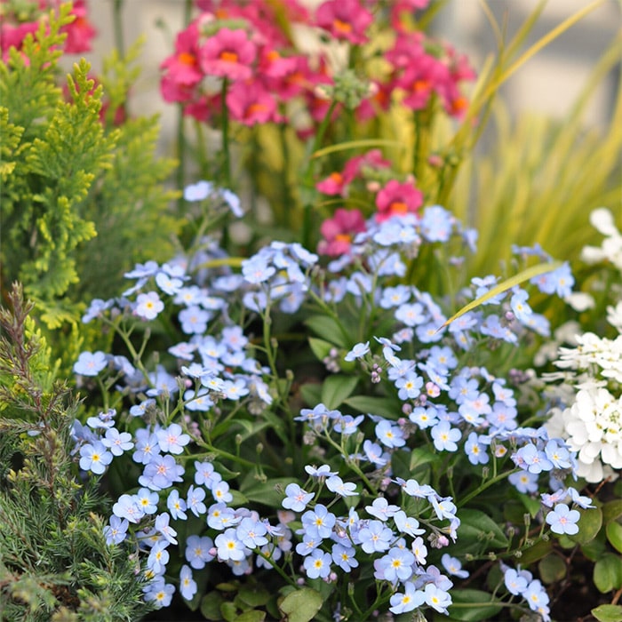 わすれな草 ミオマルク｜種（タネ）,球根,苗,資材,ガーデニンググッズ